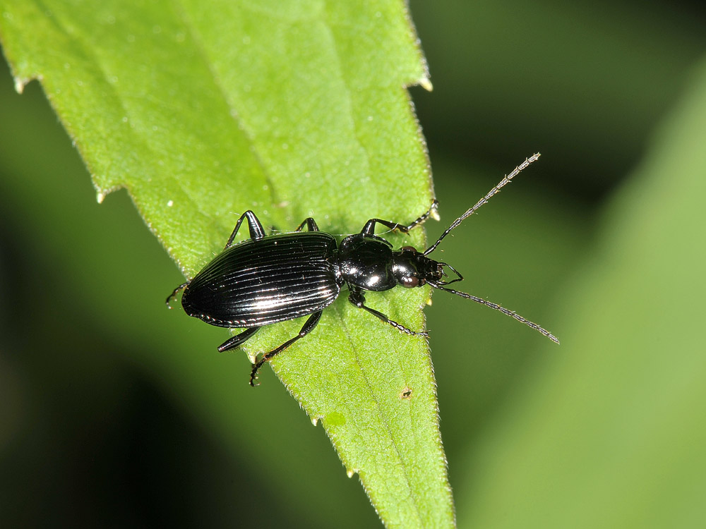 Agonum cfr. viduum - (Carabidae)